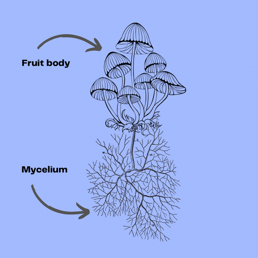 Fruit Body Vs. Mycelium: Which is better for you?
